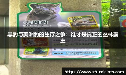 黑豹与美洲豹的生存之争:谁才是真正的丛林霸主
